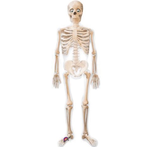 Airwalker Skelett 168cm